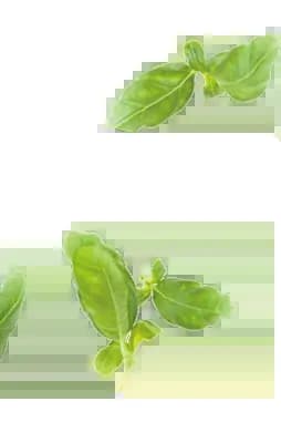 leaf-2