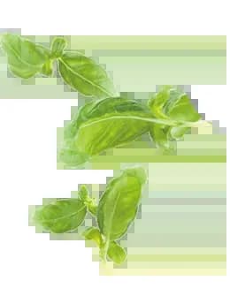 leaf-5