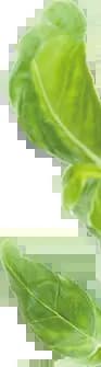 leaf-6